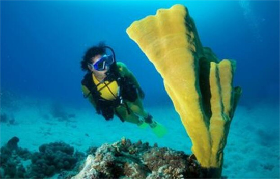 菲律宾薄荷岛体验潜水多少钱