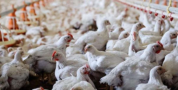 菲律宾解除美国两州家禽进口禁令