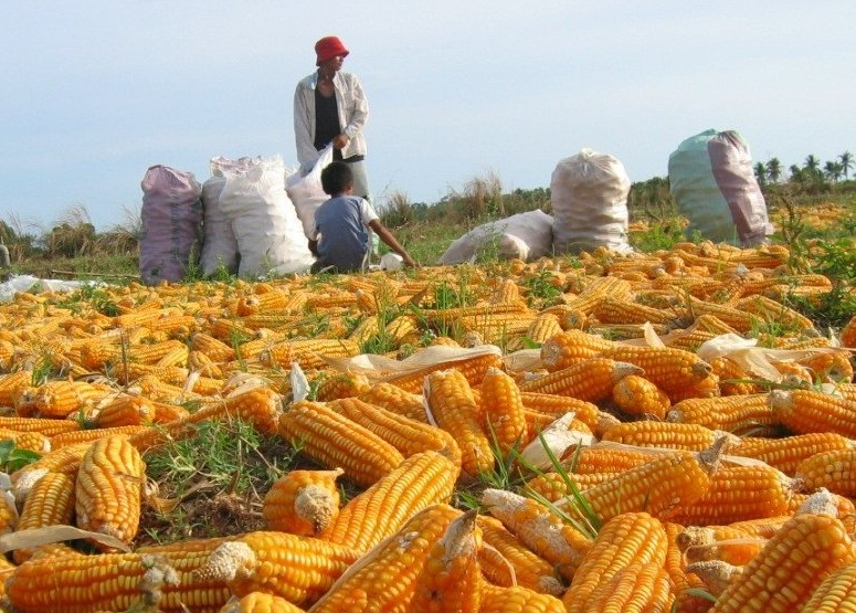 菲律宾DA帮助促进伊拉甘市玉米产业的发展