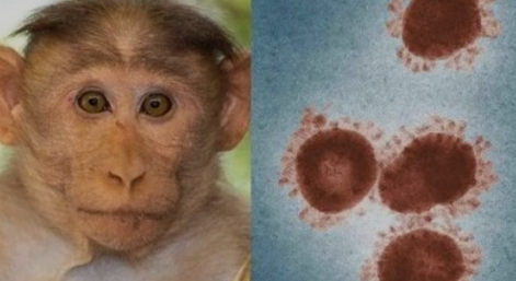 菲律宾卫生部：四例猴痘病例不愿配合流行病学调查