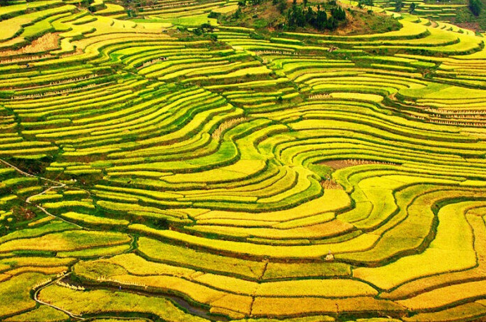 菲律宾总统下令农业部利用额外资金帮助稻农