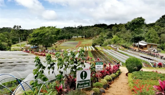 菲律宾达沃岛安全