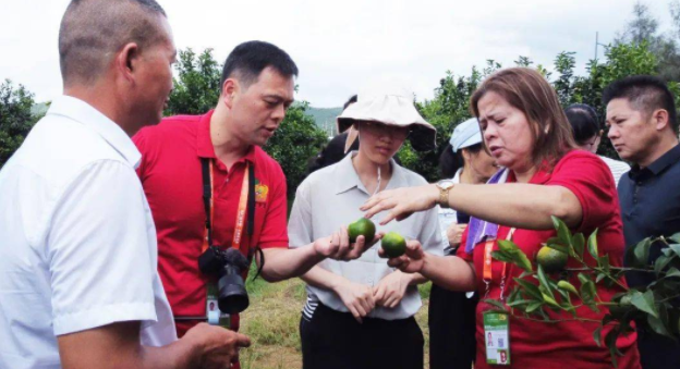 兴宾区的柑橘受到了菲律宾商人的青睐