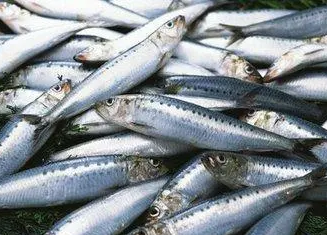 菲律宾统计局报告第三季度水产养殖产量居渔业产量首位