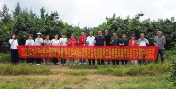 兴宾区的柑橘受到了菲律宾商人的青睐
