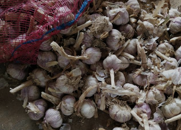 菲律宾大马尼拉蒜价飙升至300披索1公斤，外省大蒜却烂掉