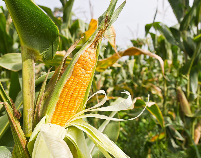 菲律宾DA帮助促进伊拉甘市玉米产业的发展