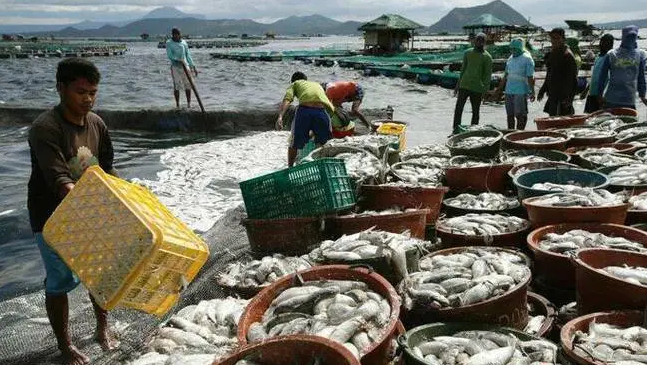 菲律宾统计局报告第三季度水产养殖产量居渔业产量首位