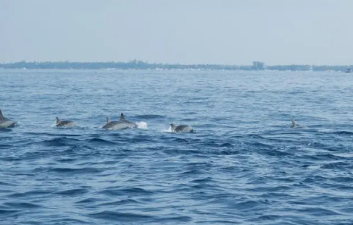 菲律宾薄荷岛看海豚美吗