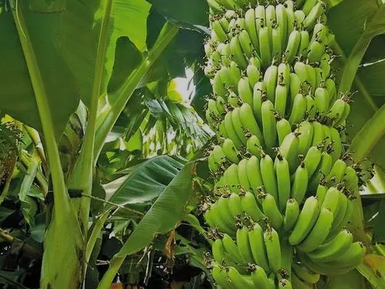 菲律宾奎松省农民因偷香蕉被人连开数枪