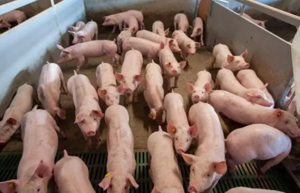 菲律宾农业部计划进口猪肉