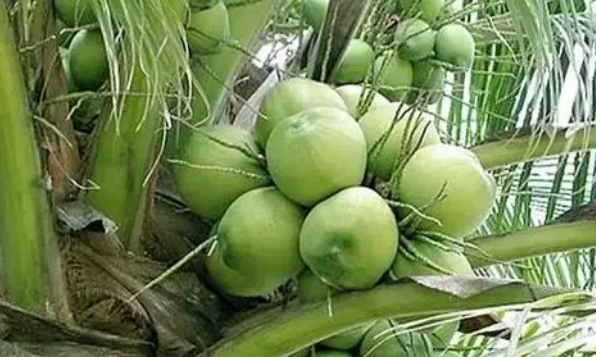 菲律宾碧瑶盛产哪些水果（哪些特产可以带回国）