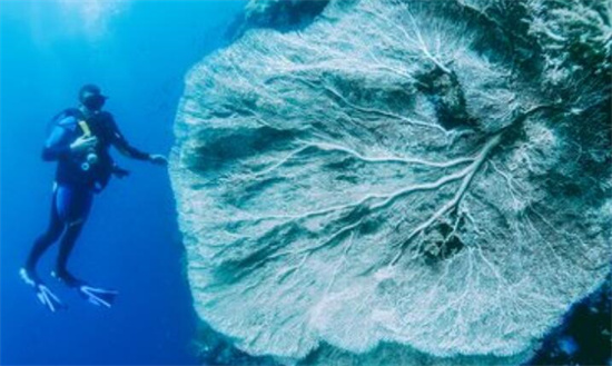 菲律宾潜水必去地方推荐(潜水打卡点)