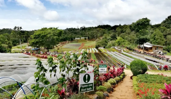 菲律宾达沃市（最全达沃全面讲解）