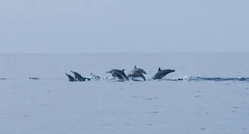 菲律宾海豚湾白沙滩游记