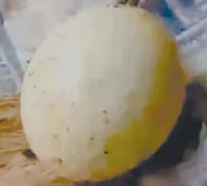 菲律宾的一颗芒果树能“下蛋？”