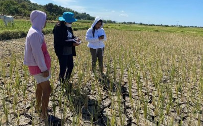 菲律宾NDRRMC：厄尔尼诺现象农业损失超过